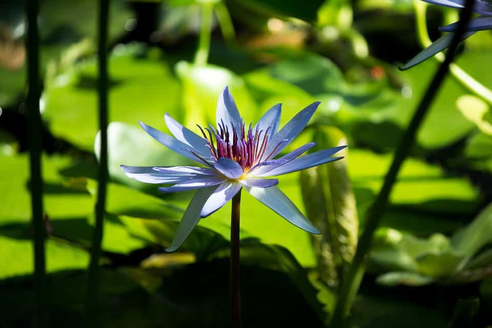 Tranquility Gardens in Luxury Buildings in South Florida